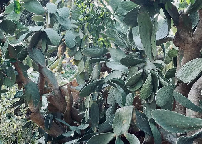 Collina Di Girgenti *