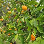 La Collina Agrigento