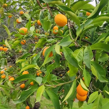 Collina Di Girgenti Αγκριτζέντο