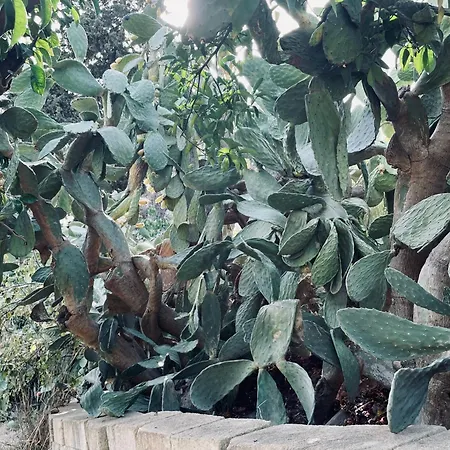 Collina Di Girgenti *