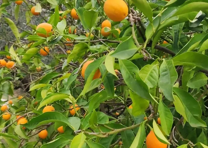 Collina Di Girgenti Агридженто